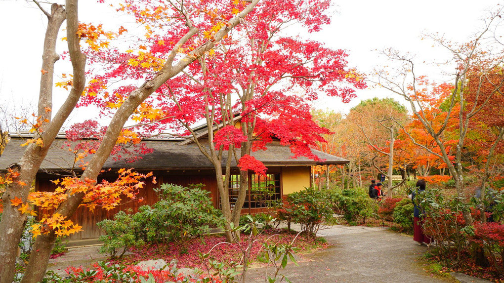 昭和記念公園の紅葉