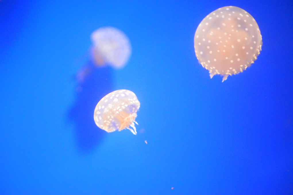 名古屋港水族館♡クラゲ