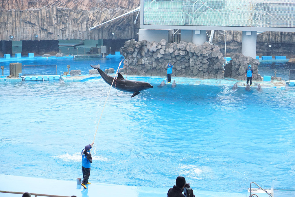 名古屋港水族館♡イルカショー　Ⅱ