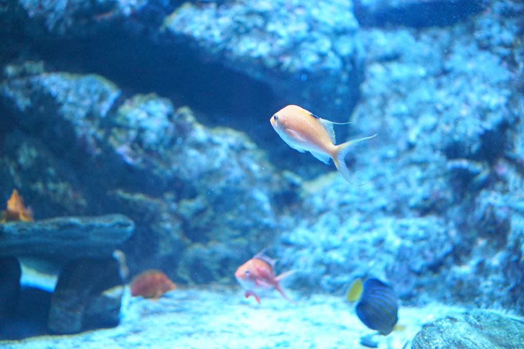 名古屋港水族館