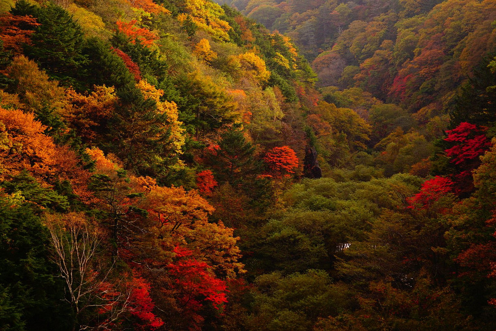 秋色に染まりゆく樹々たち