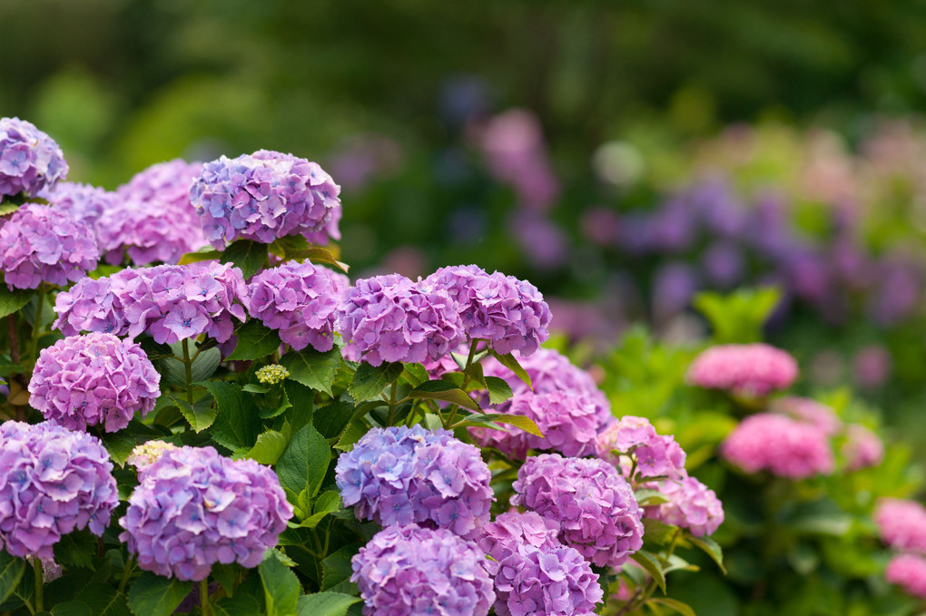 あわじ花山水