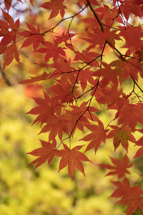 秋陽と紅葉に戯れる