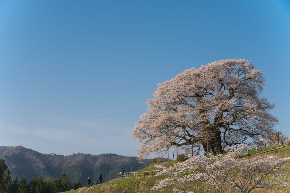 醍醐の桜　遠景