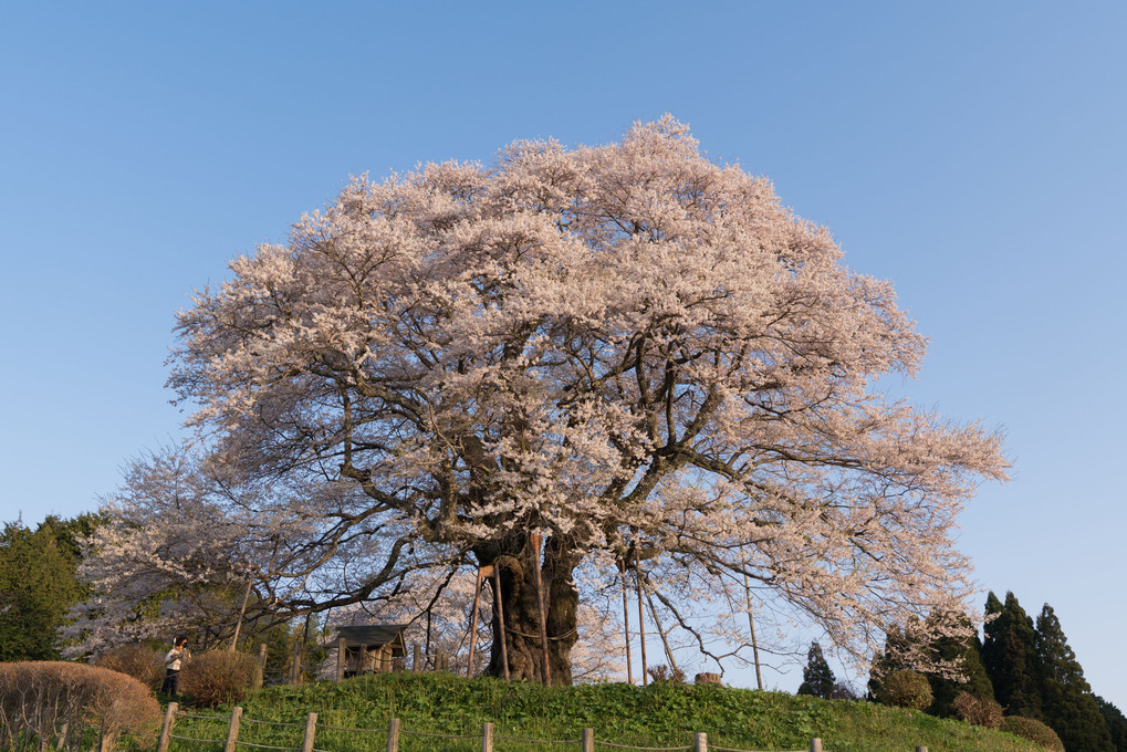 醍醐の桜　近景３景