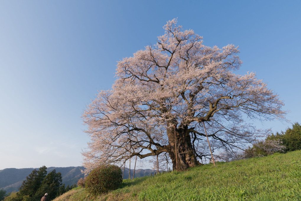 醍醐の桜　近景３景