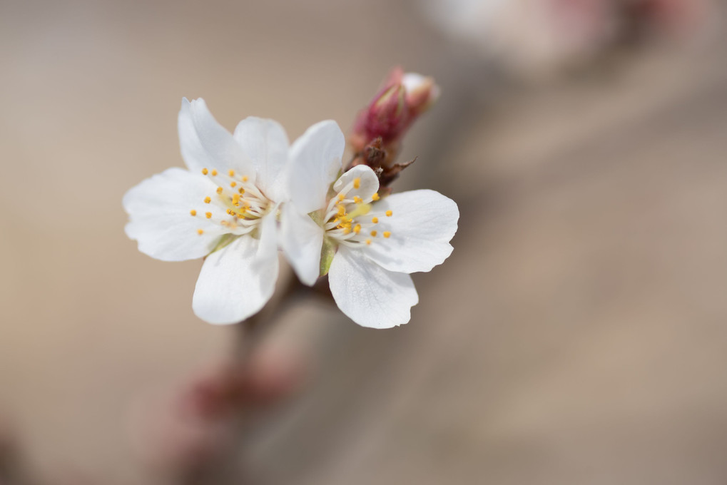小さな四季桜