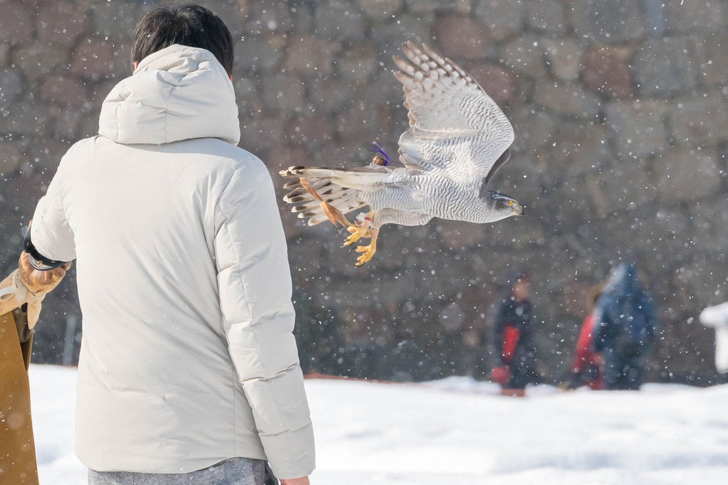 雪中放鷹術