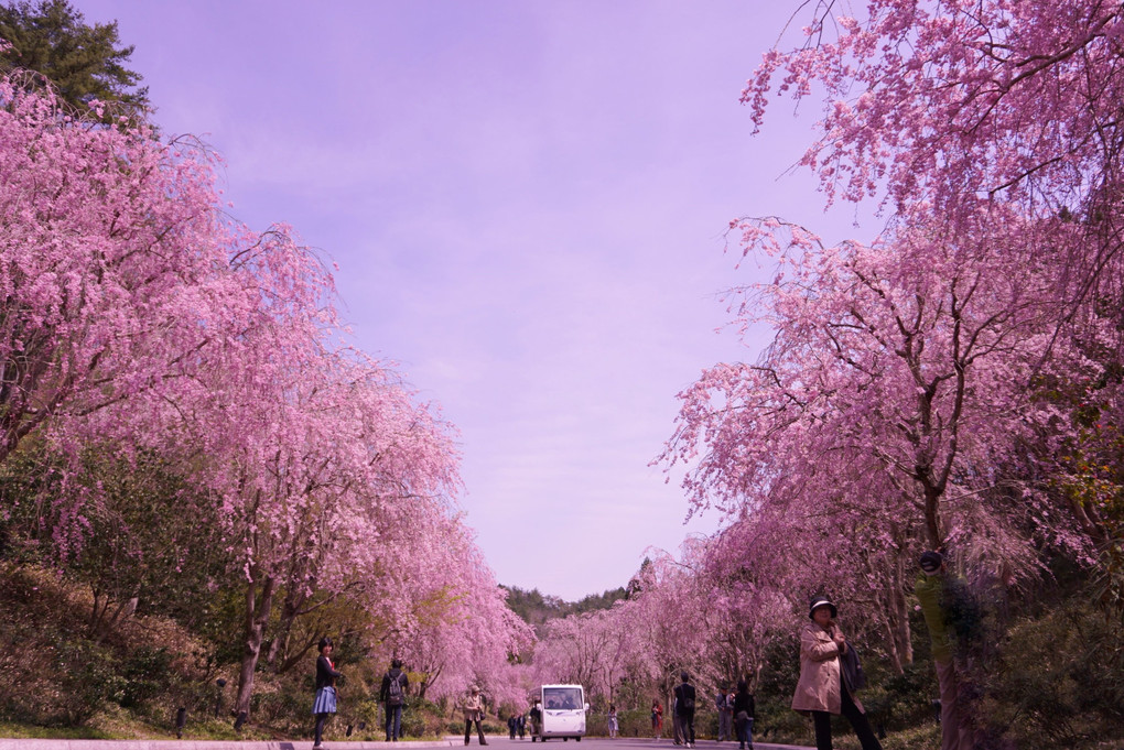 枝垂桜のカーテン