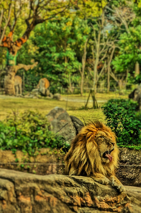 講師と行く動物園で動物を撮ろう　天王寺動物園