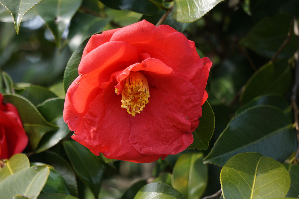 妻と八千八百歩の花便り