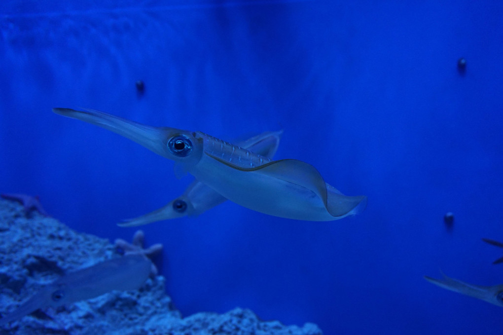 サンシャイン水族館