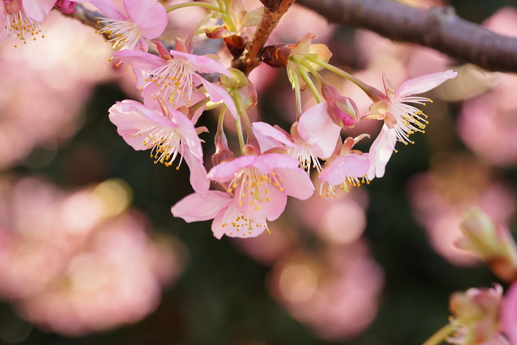 今年初、横濱権太坂の寒桜です。
