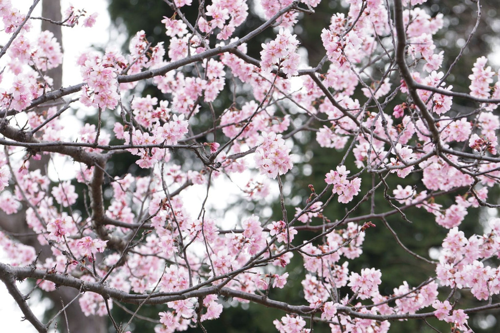 オオカン桜です。