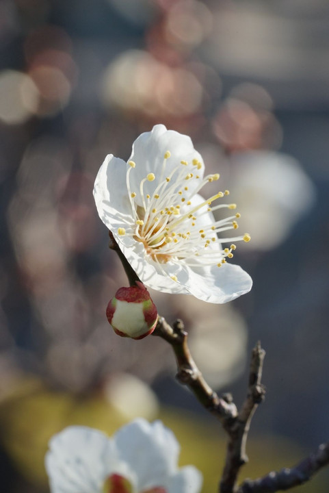 北鎌倉から春を探しに。