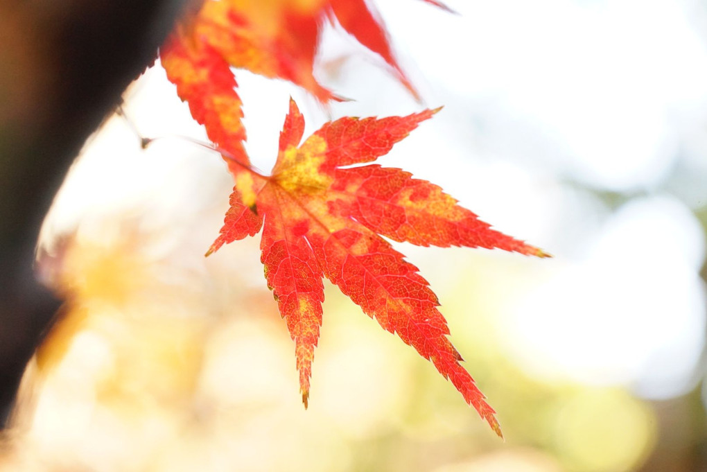 Last Autumn in tokyo