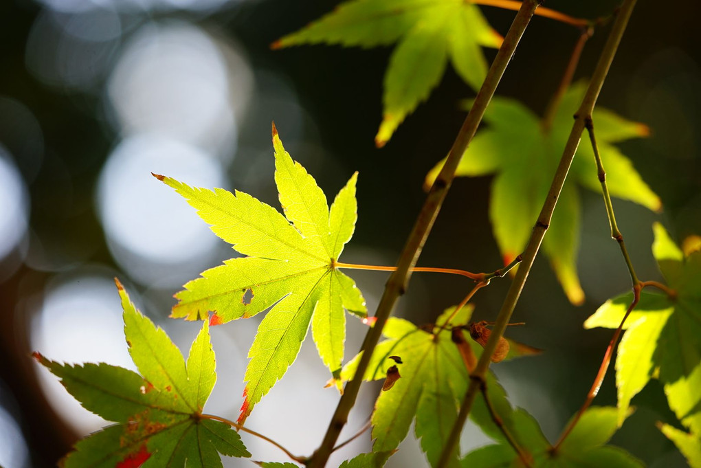 Last Autumn in tokyo