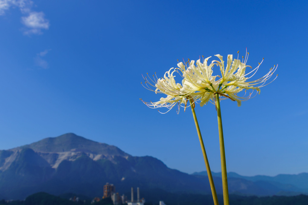 白い彼岸花と武甲山