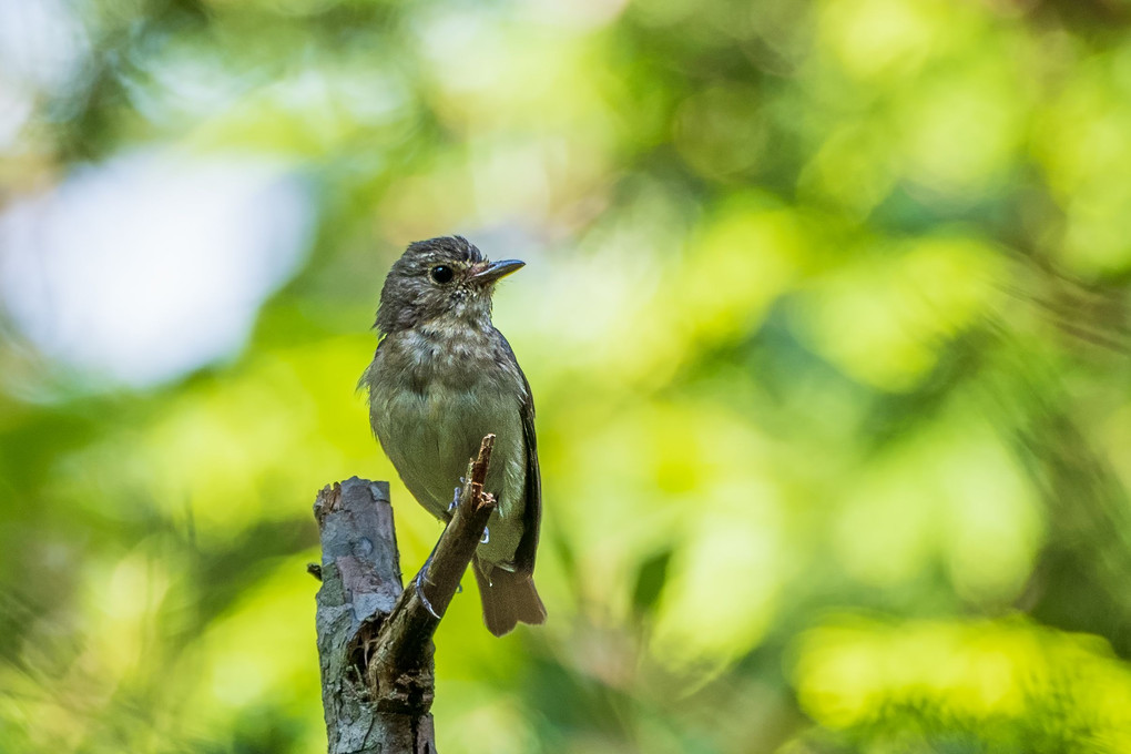 キビタキ幼鳥