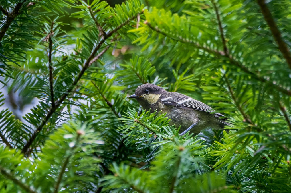 幼鳥たち