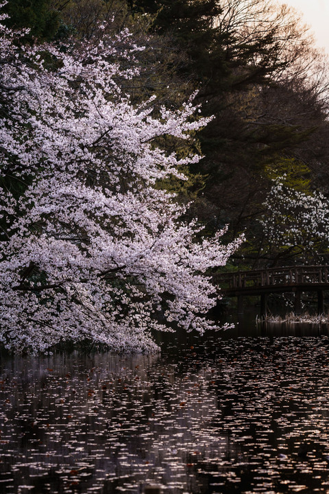 カワちゃんがとまってた桜の木　夕方