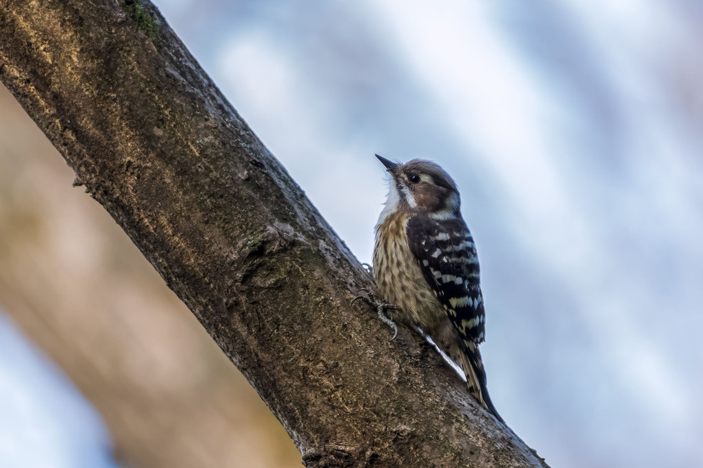 久々の鳥撮り