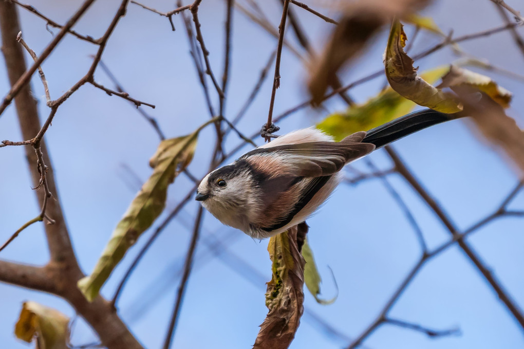 久々の鳥撮り