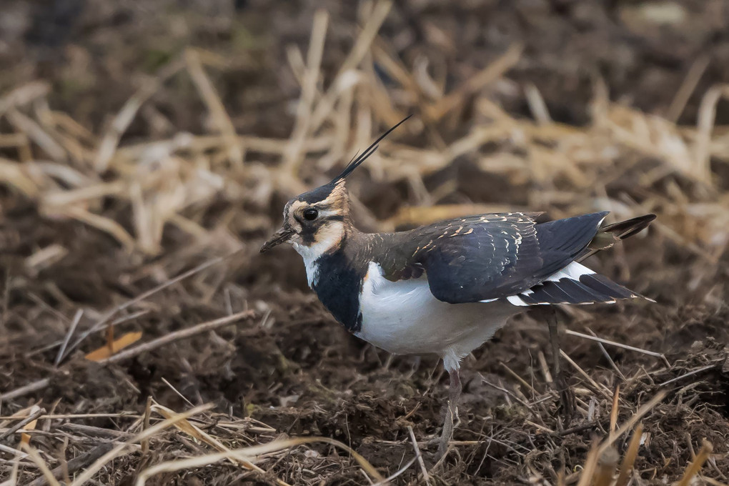 久々の鳥撮り　午後の部