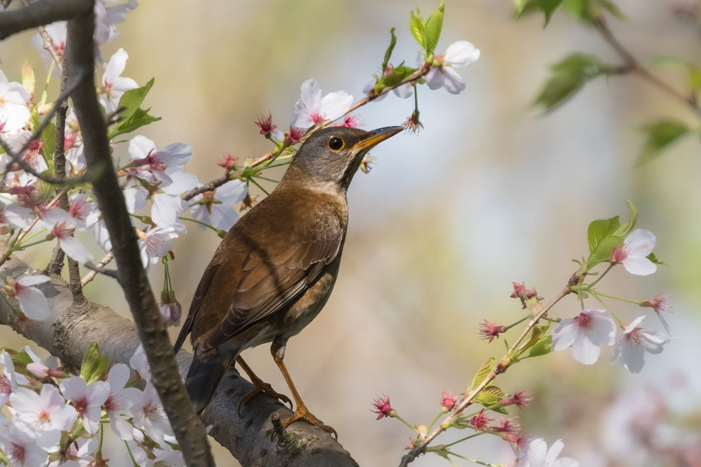 桜と・・・