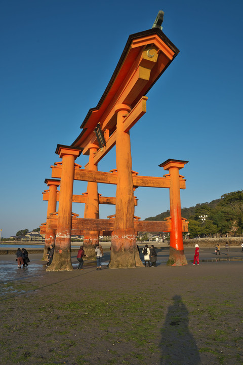 厳島神社大鳥居とそれを写す人の影