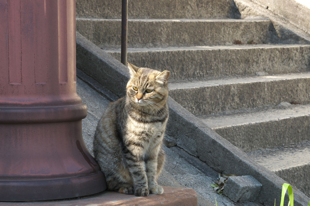 尾道の坂の猫