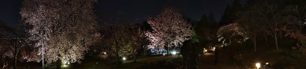 2019年宇治植物公園の夜桜