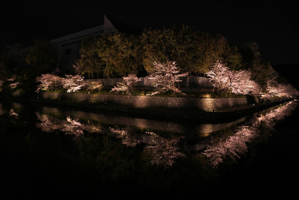 疎水の夜桜