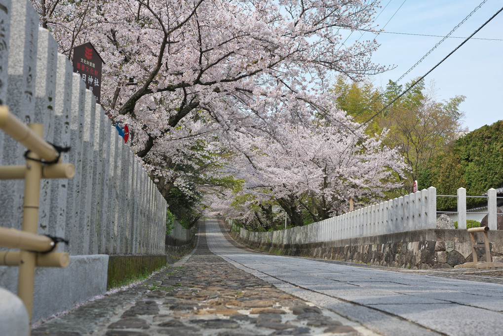 向日神社の桜トンネル
