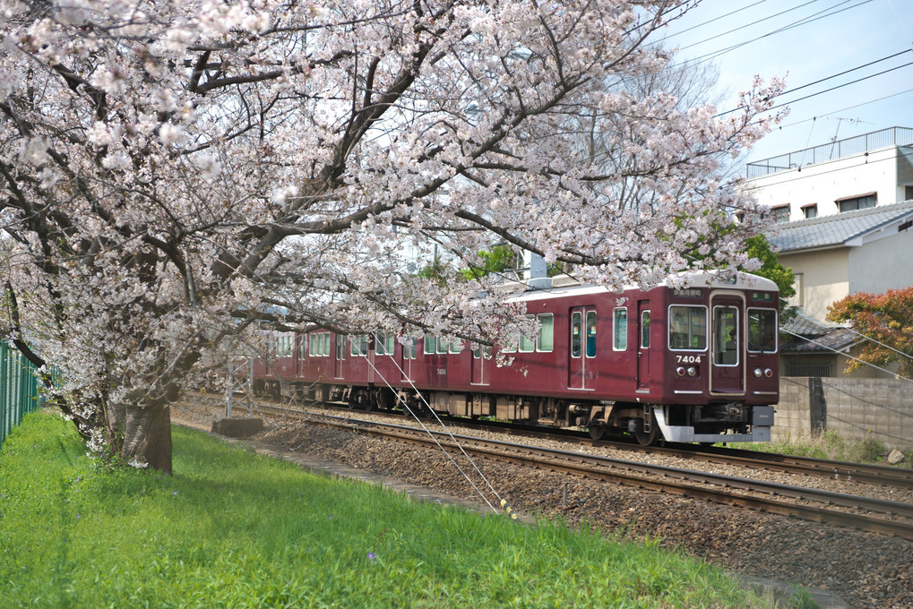 桜と阪急