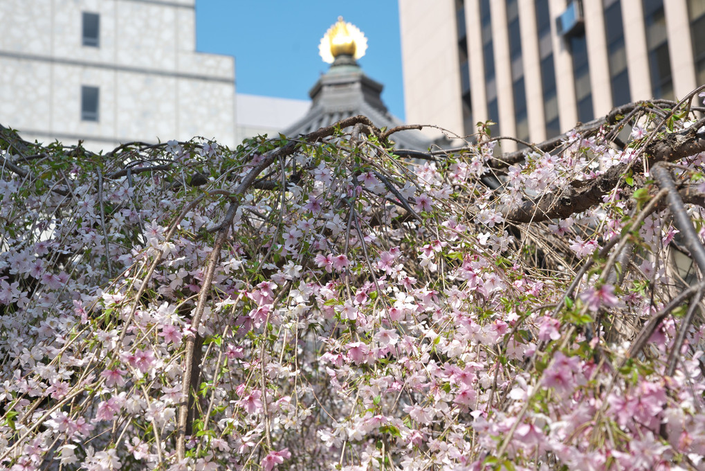 六角堂しだれ桜