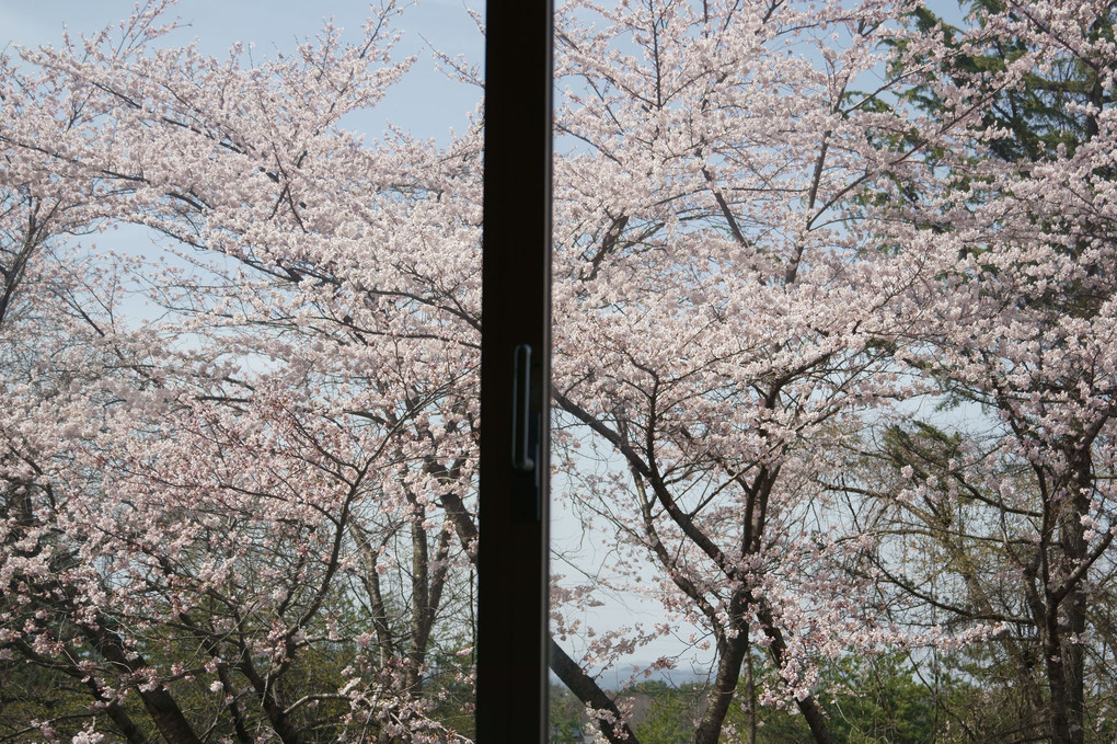 窓いっぱいの桜