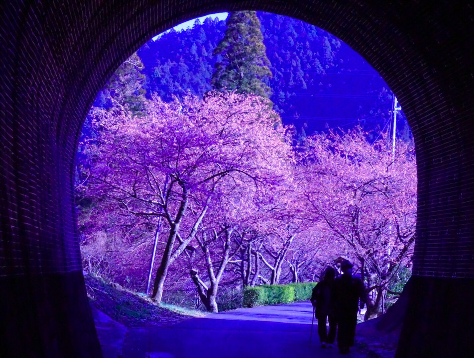 春トンネル