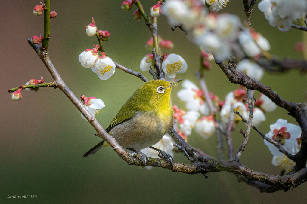 春近し