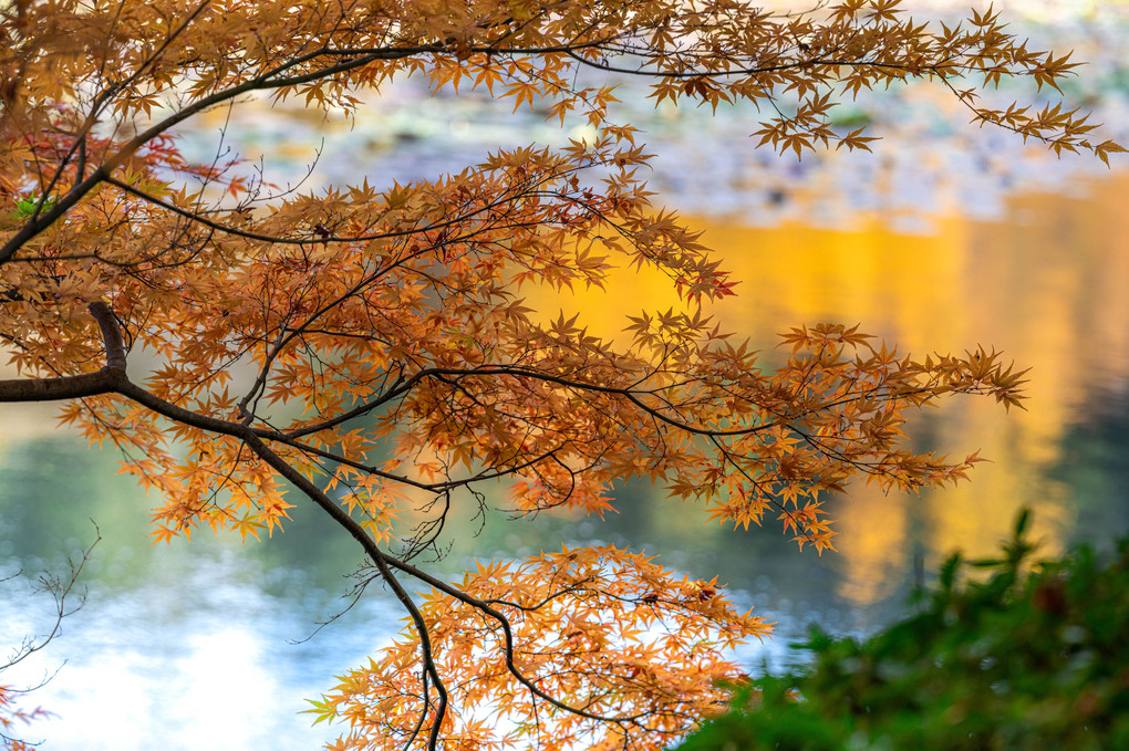 紅葉、鏡容池にて