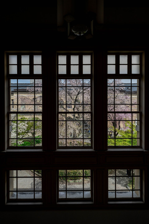 京都府庁旧本館観桜祭