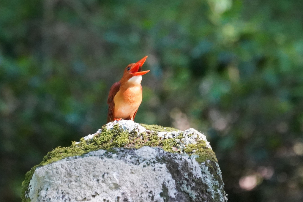 アカショウビンの旅