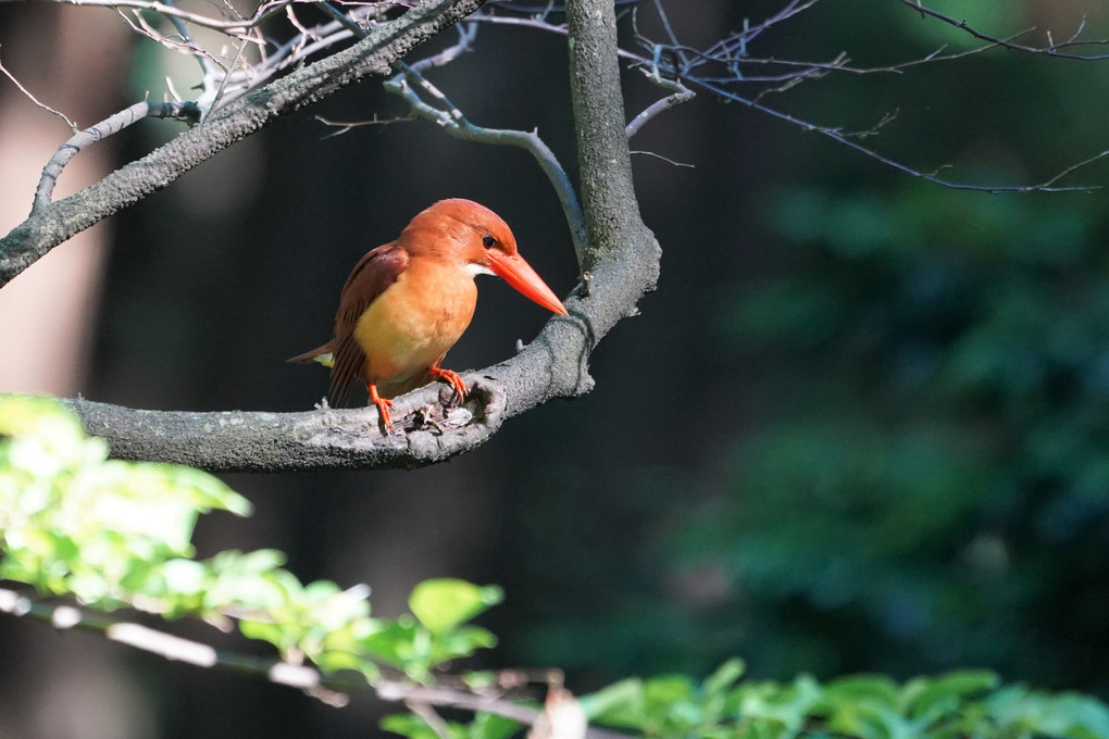 アカショウビンの旅