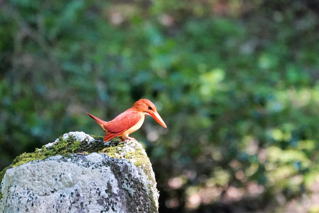 アカショウビンの旅