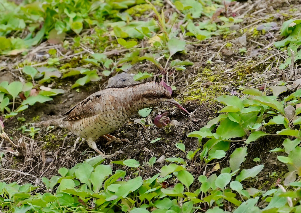 ディナー風景。