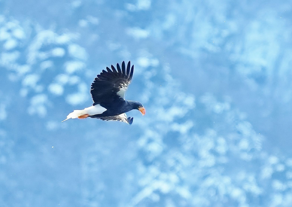 雪山をバックに飛翔。