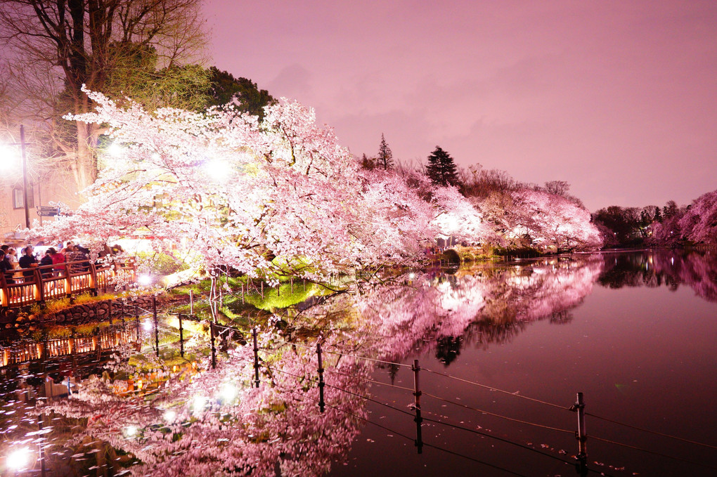 夜桜ー井の頭公園ー