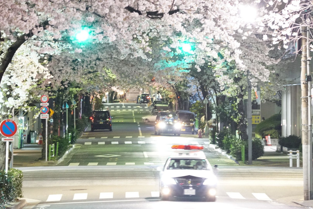 Sakura トンネル
