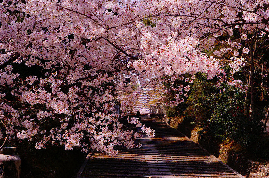 光明寺　桜満開