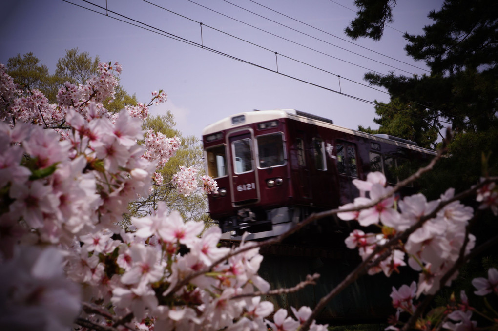 桜＆列車